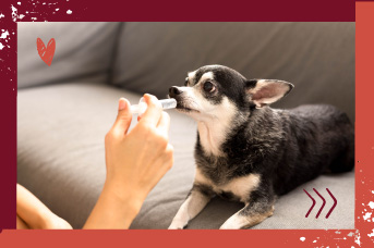 hogar-para-perros4.jpg